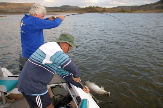 Callide fish stocks get a boost
